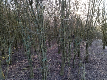 Coppice plot before showing a woodland full of trees
